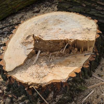 STUMP CUTTING